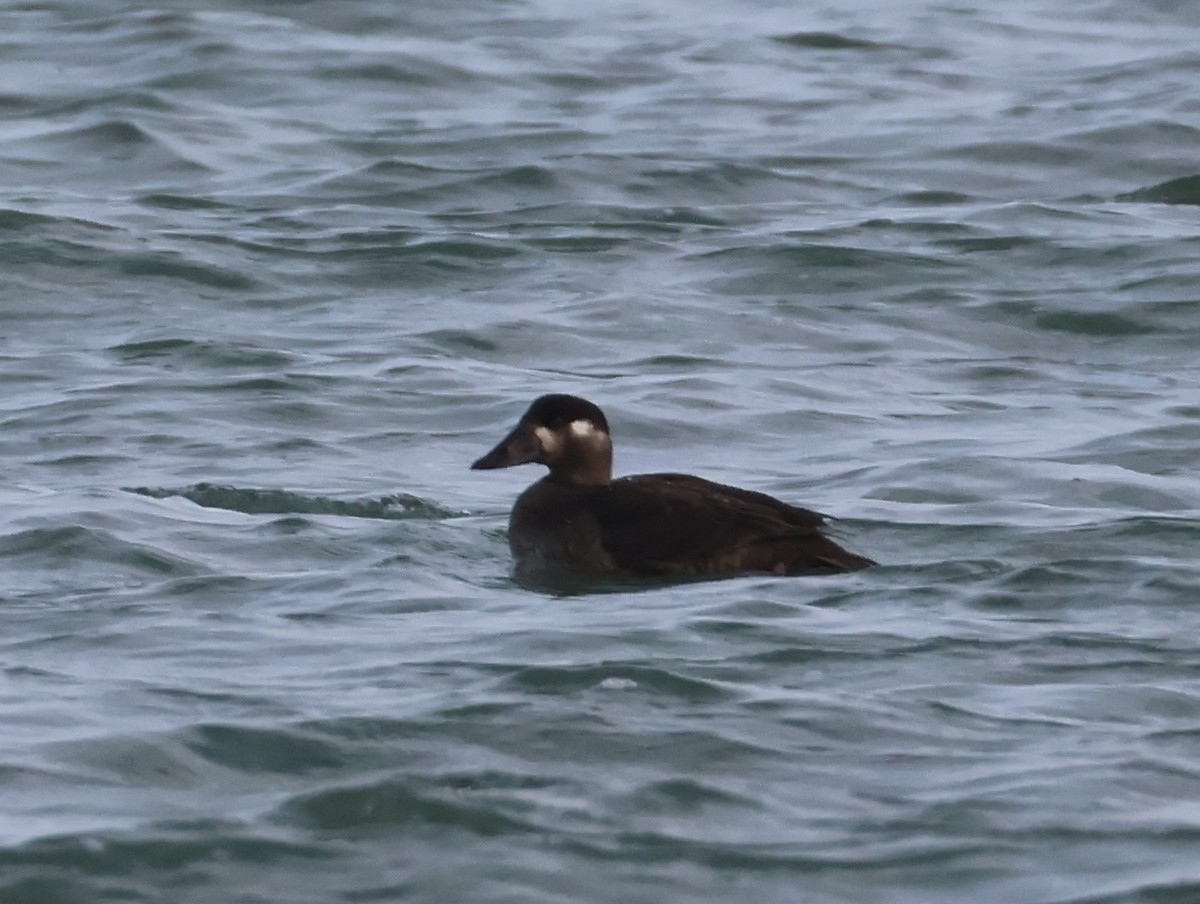 Negrón Careto - ML645692714