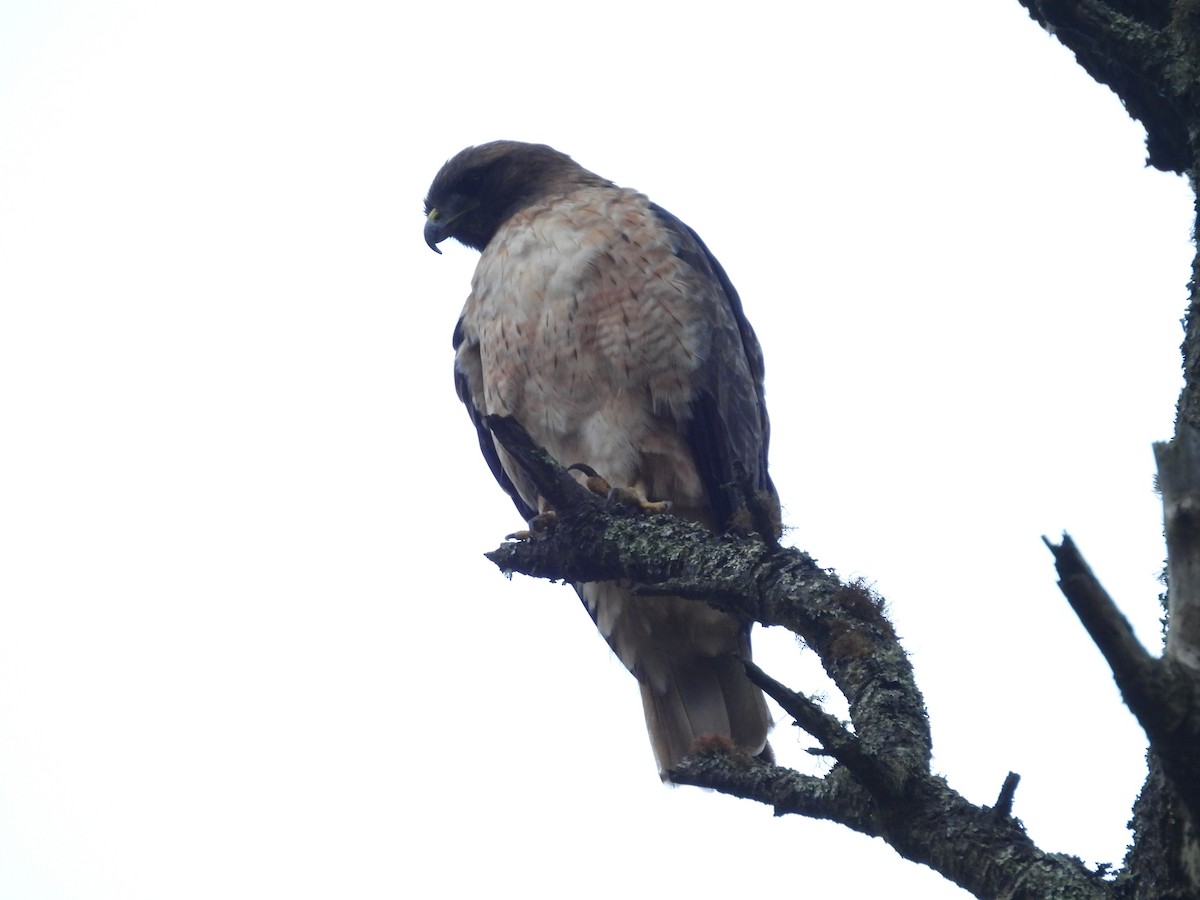 Busardo Pechirrojo - ML645692715