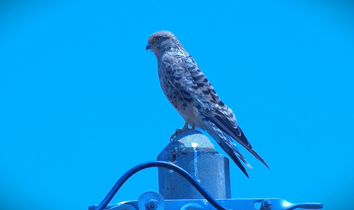 Cernícalo Ojiblanco - ML645692720