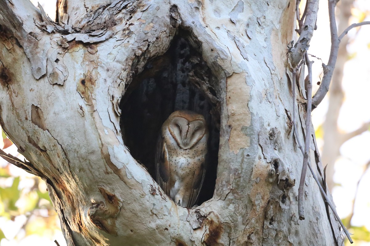 Lechuza Común Americana - ML645692721