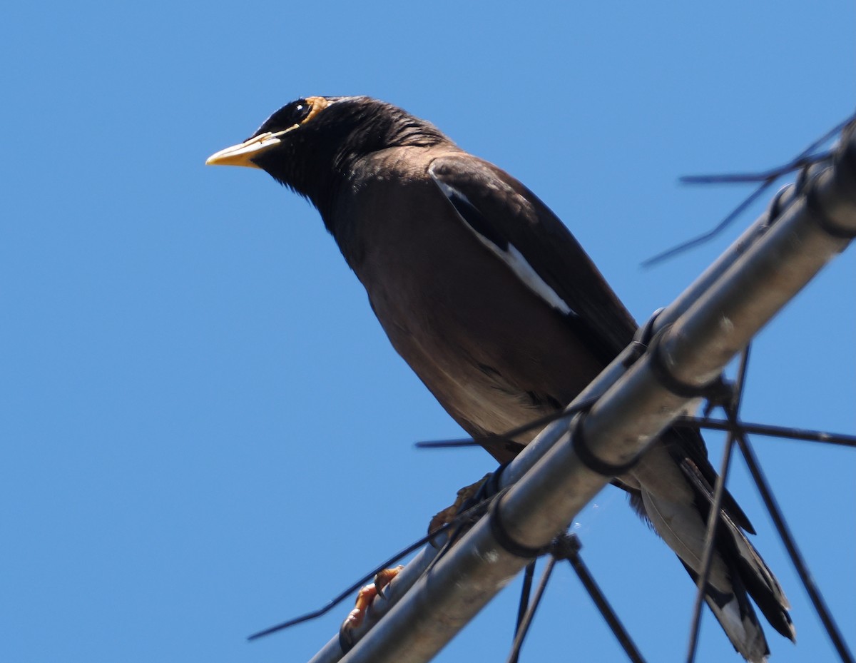 Miná Común - ML645692722