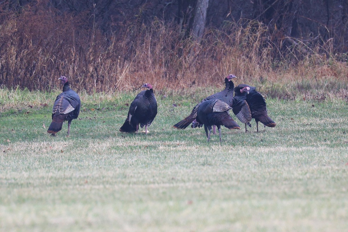 Guajolote Gallipavo - ML645692724