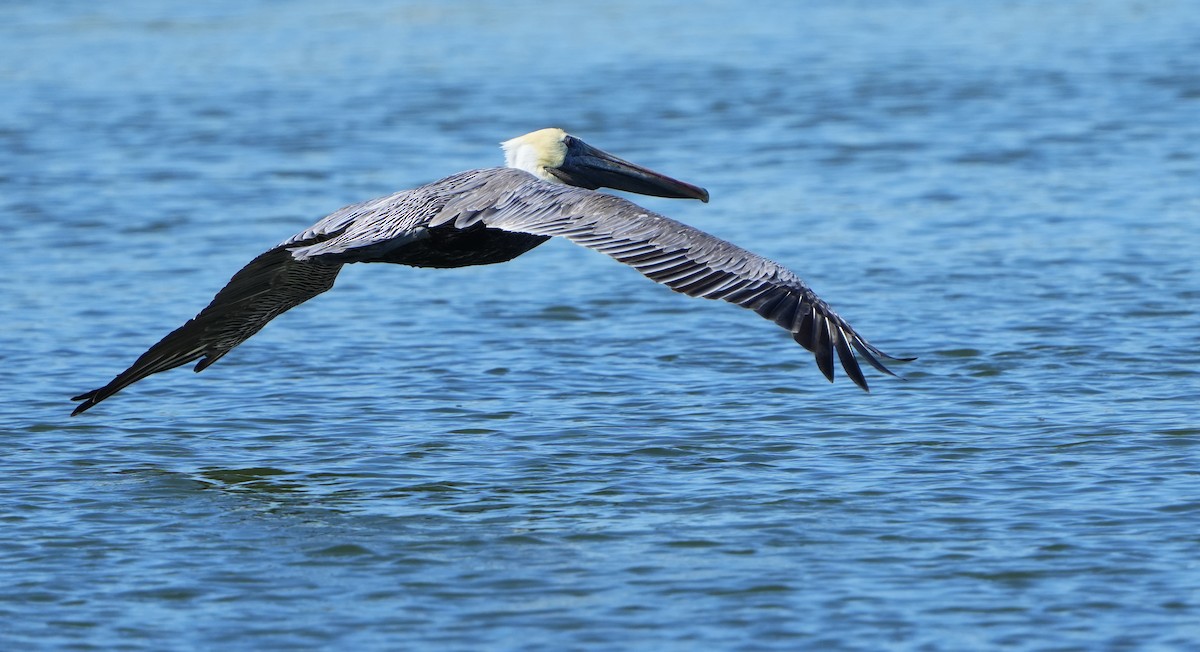 Pelícano Pardo - ML645692725