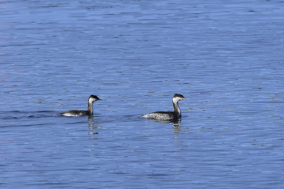 Zampullín Cuellirrojo - ML645692727