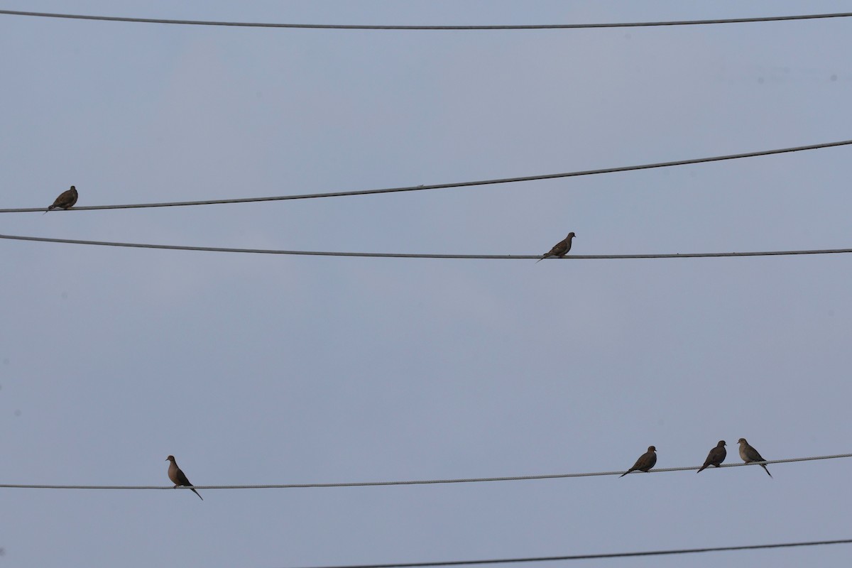 Zenaida Huilota - ML645692730