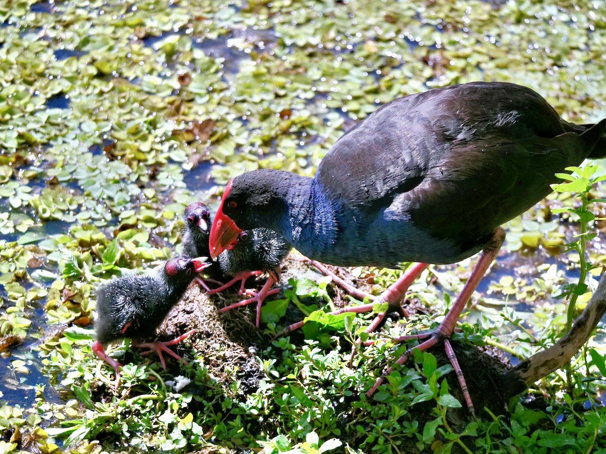 Australasian Swamphen - ML645692731