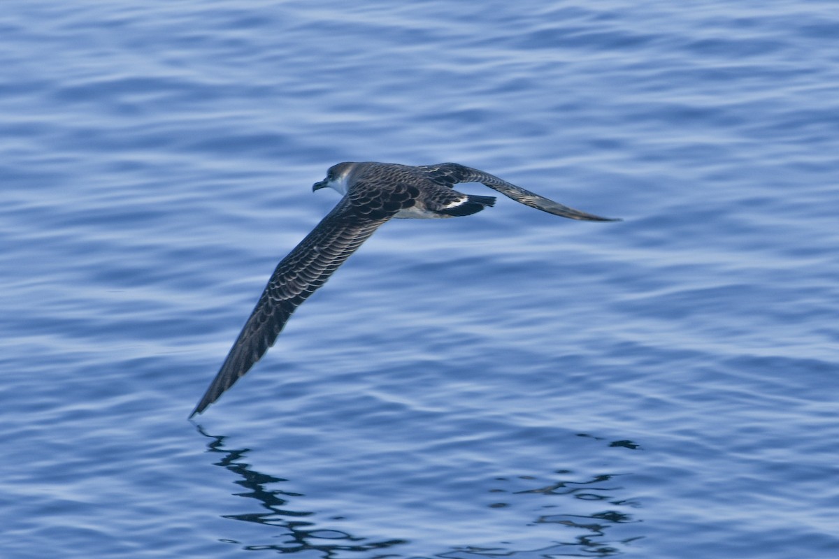 Great Shearwater - ML645692738