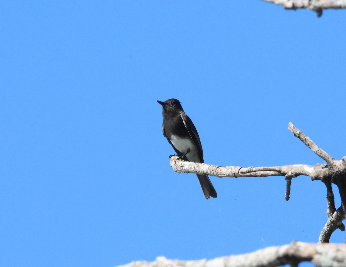 Black Phoebe - ML645692745