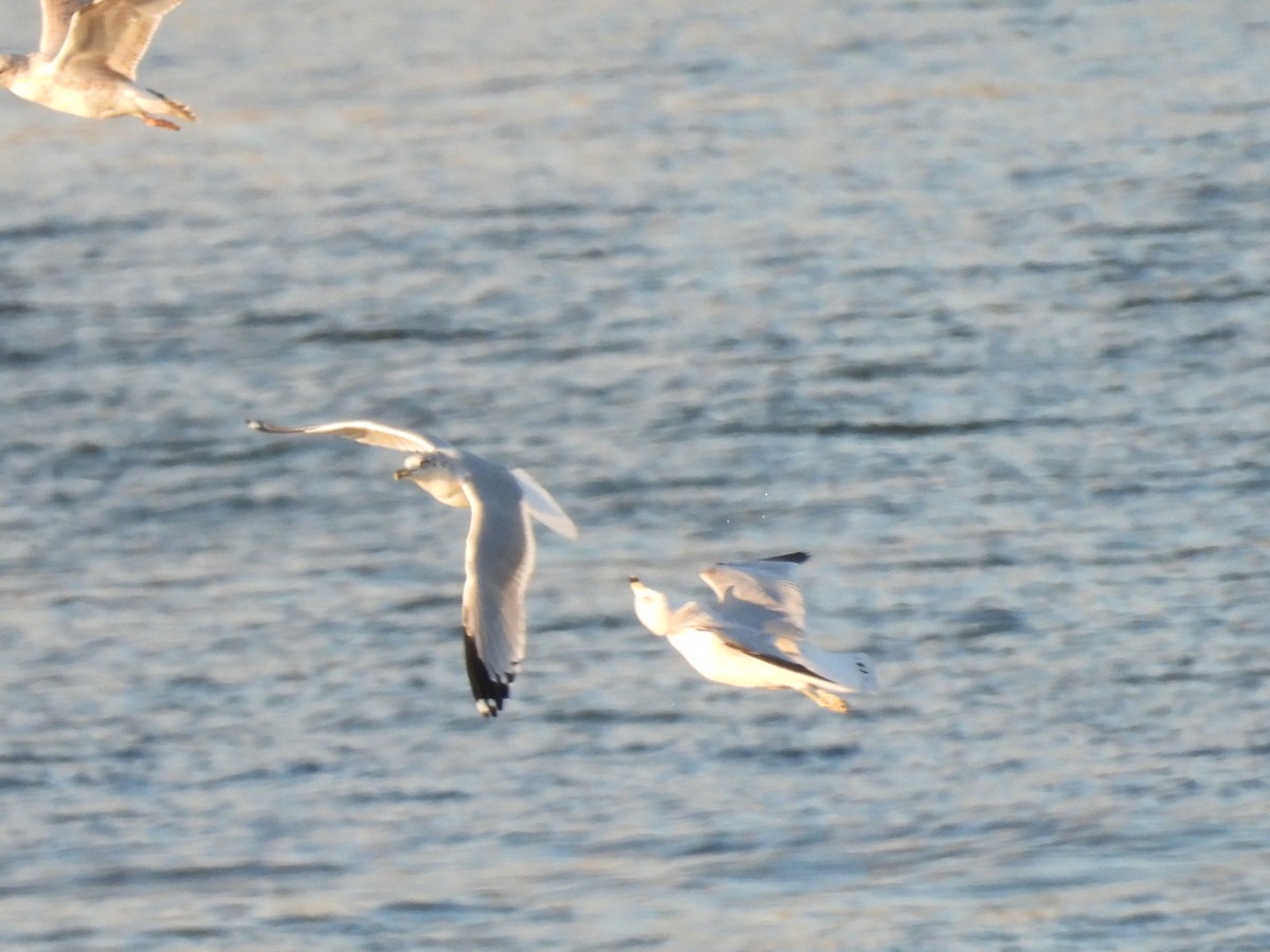 Ring-billed Gull - ML645692746