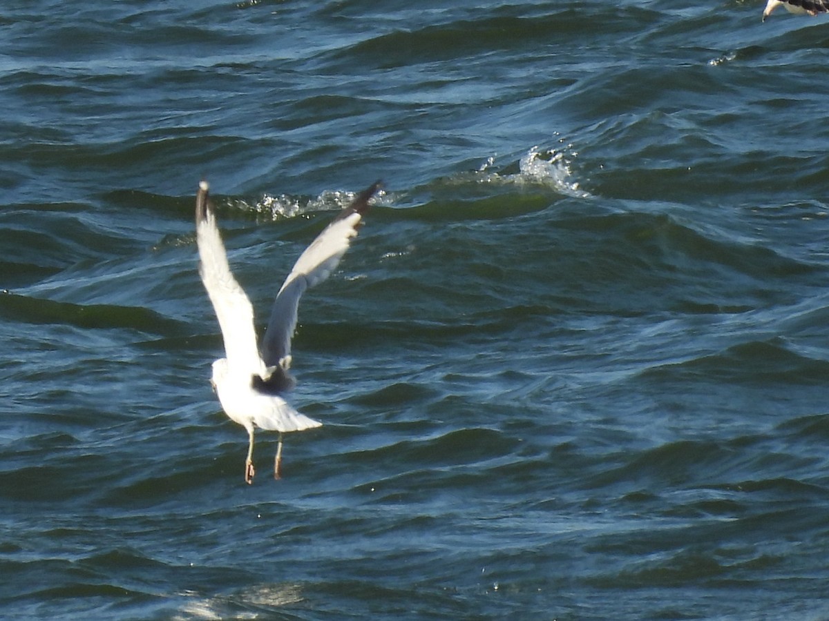 Ring-billed Gull - ML645692748