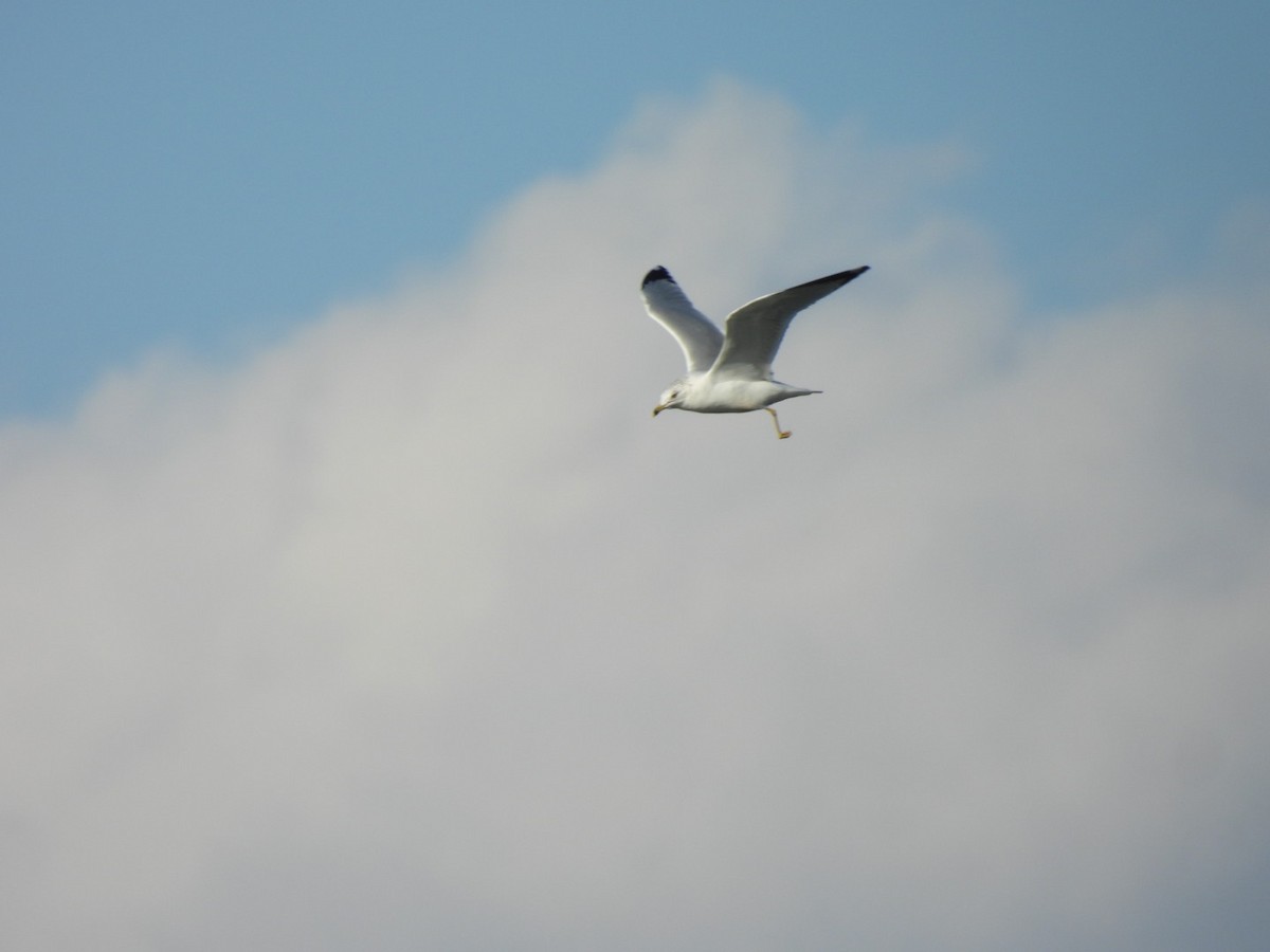 Ring-billed Gull - ML645692749