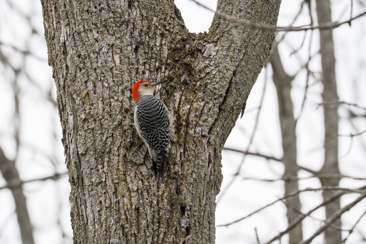 Red-bellied Woodpecker - ML645692752