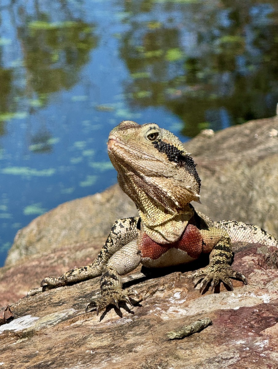 Amphibians - ML645692755