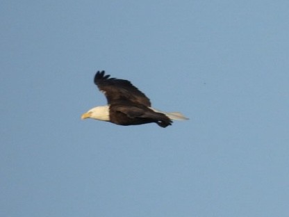 Bald Eagle - ML645692762