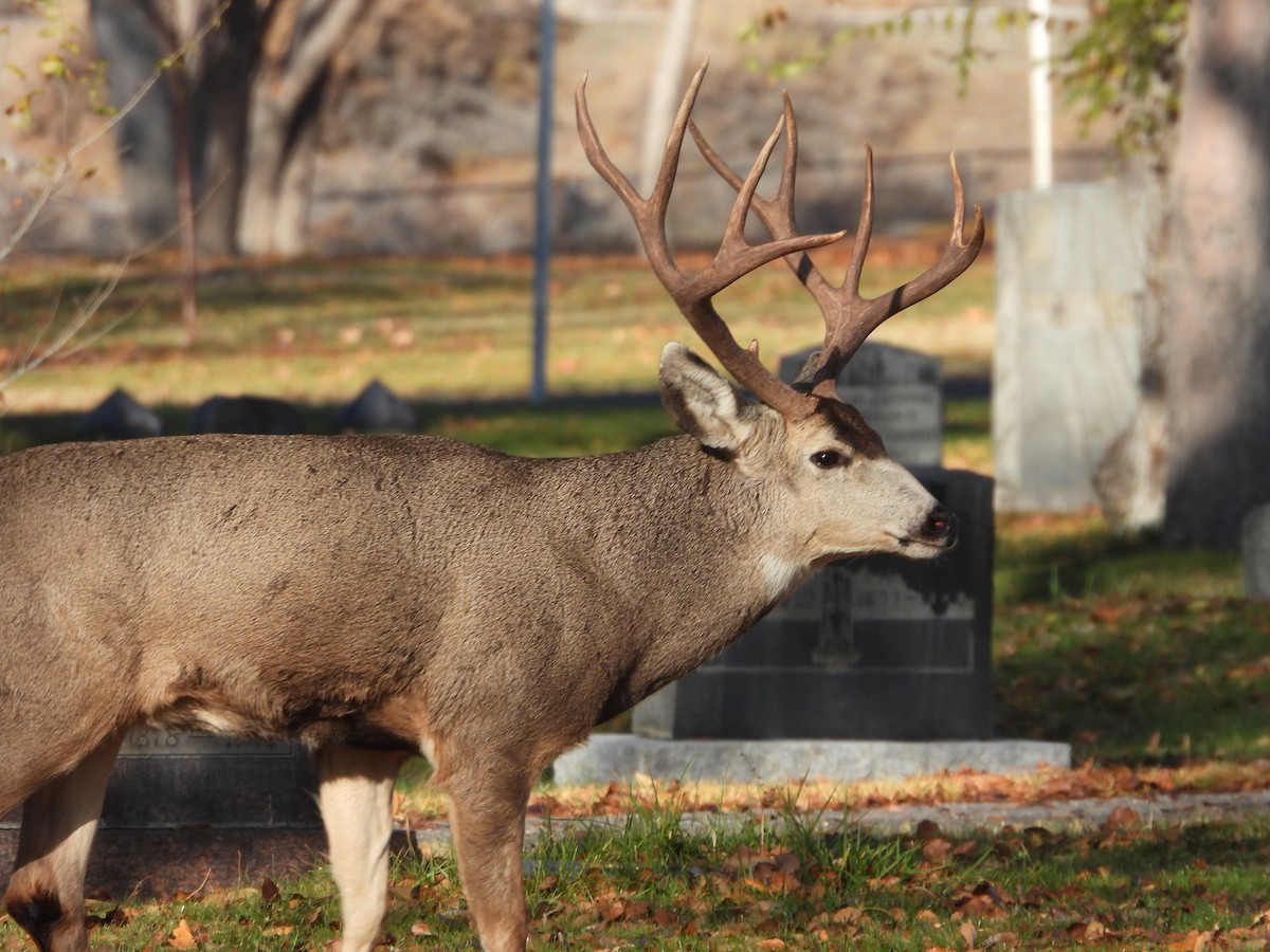 Mule Deer - ML645692771