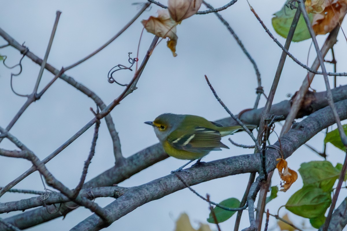 White-eyed Vireo - ML645692775