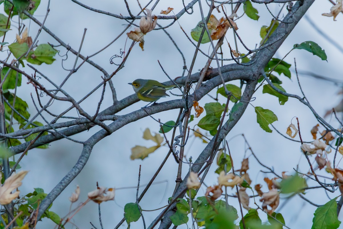 White-eyed Vireo - ML645692776