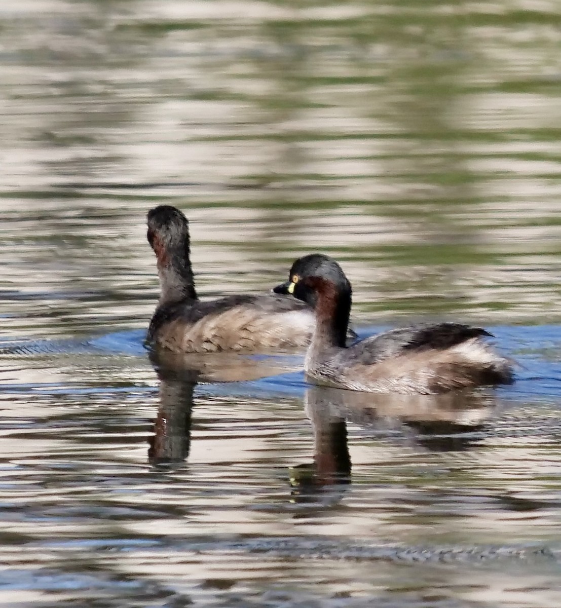 Australasian Grebe - ML645692784