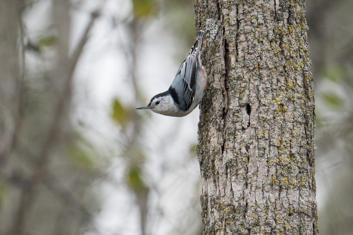 White-breasted Nuthatch - ML645692795