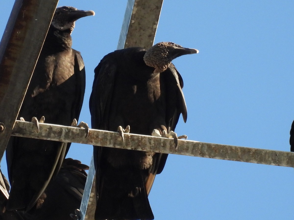 Black Vulture - ML645692796