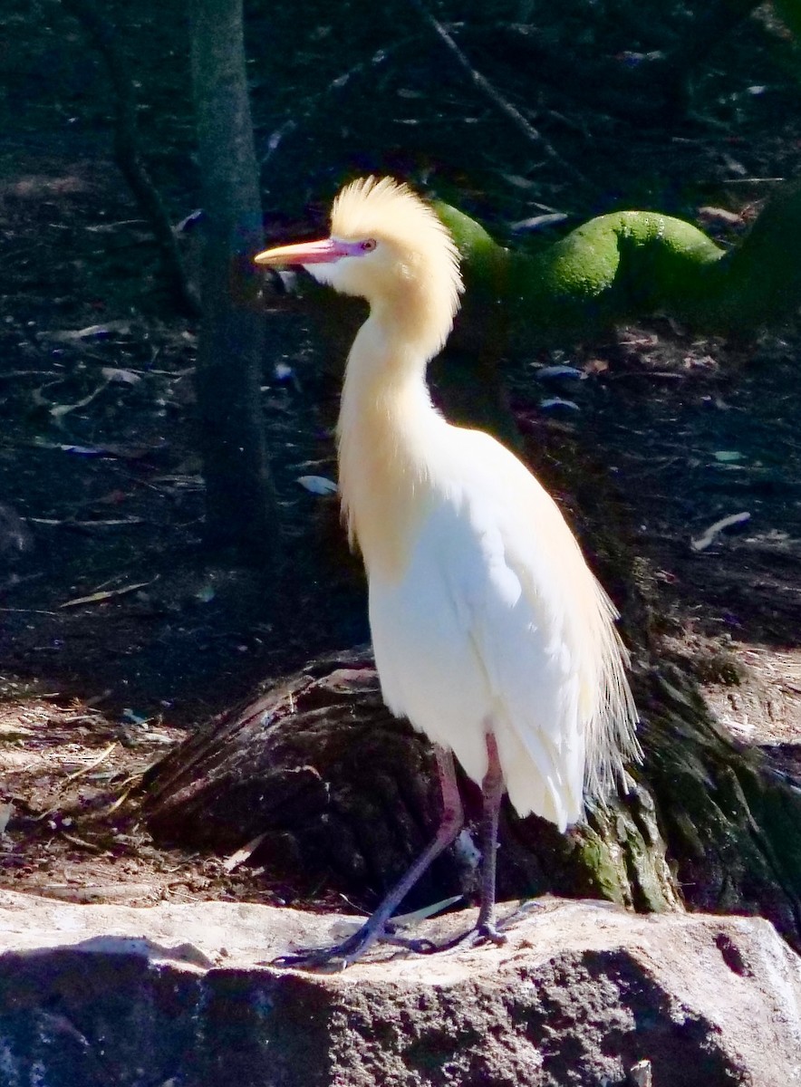 Eastern Cattle-Egret - ML645692802