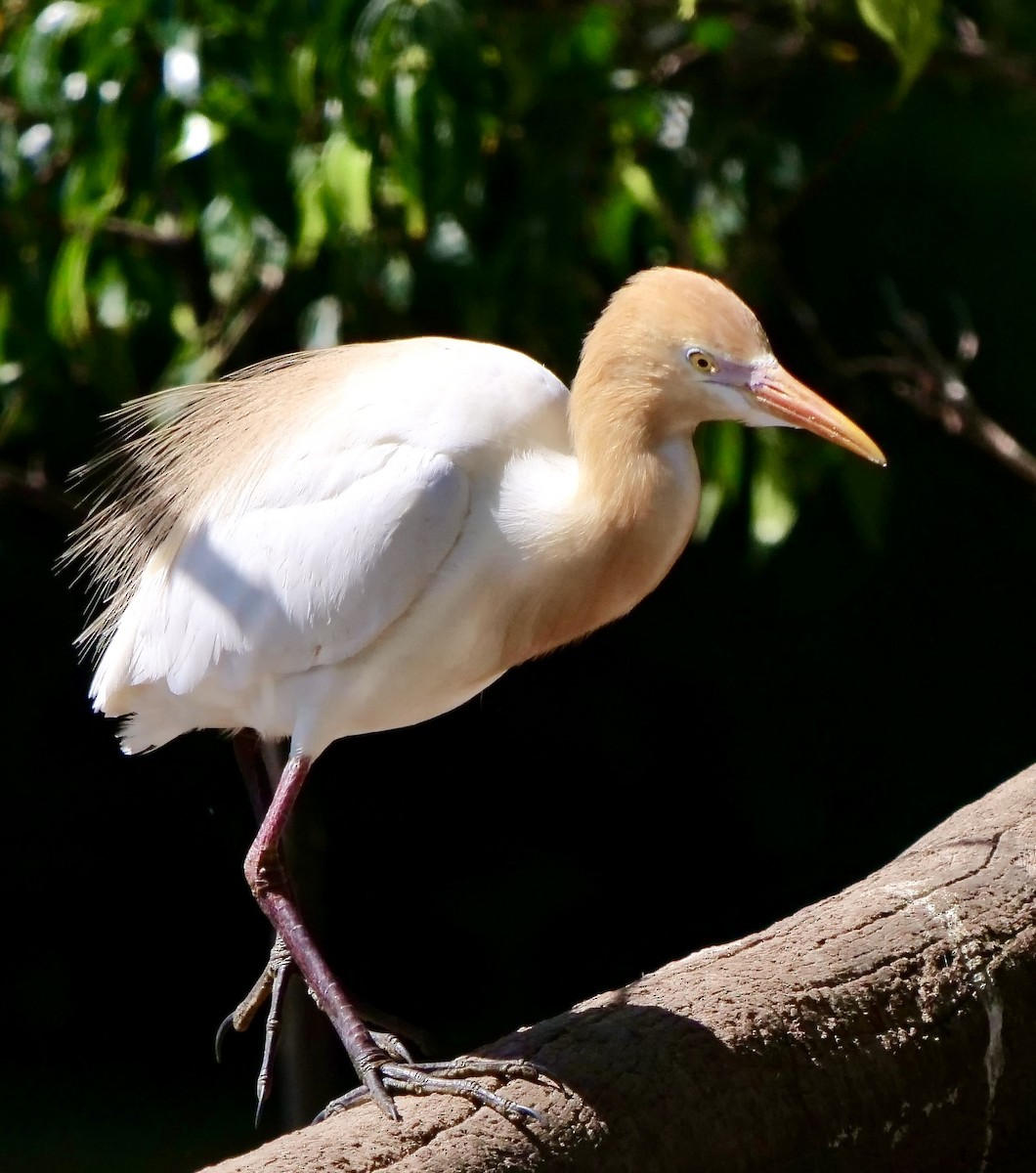 Eastern Cattle-Egret - ML645692803