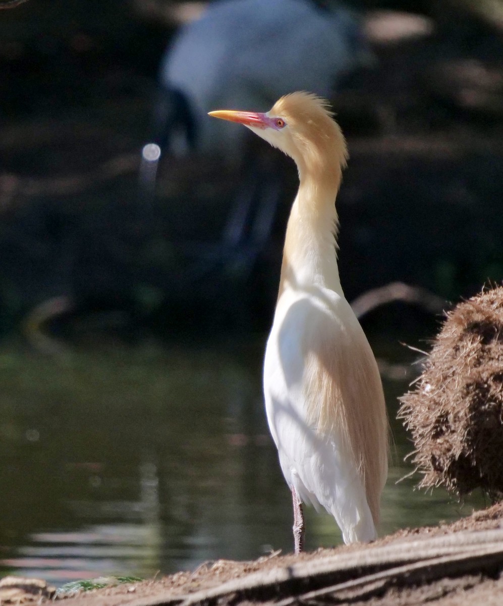 Eastern Cattle-Egret - ML645692804