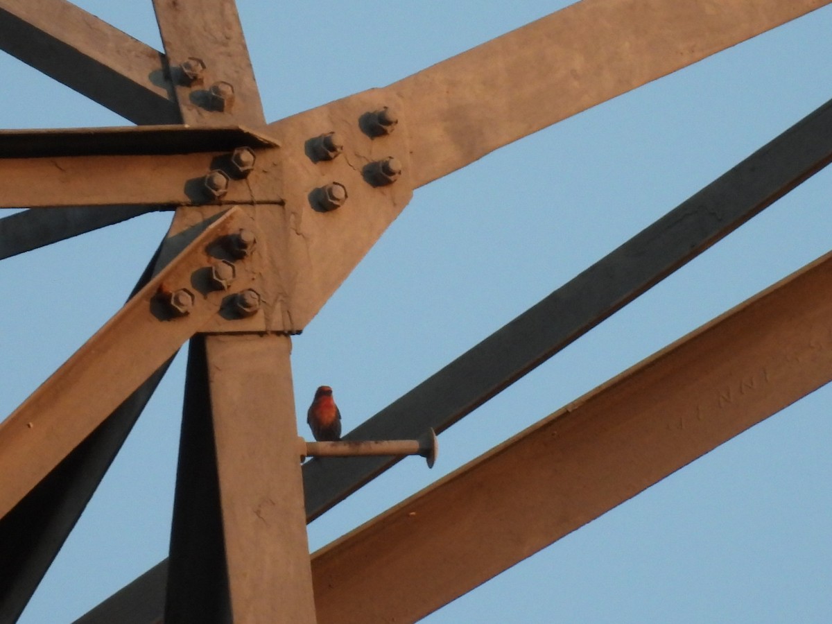 Roselin familier - ML645692813