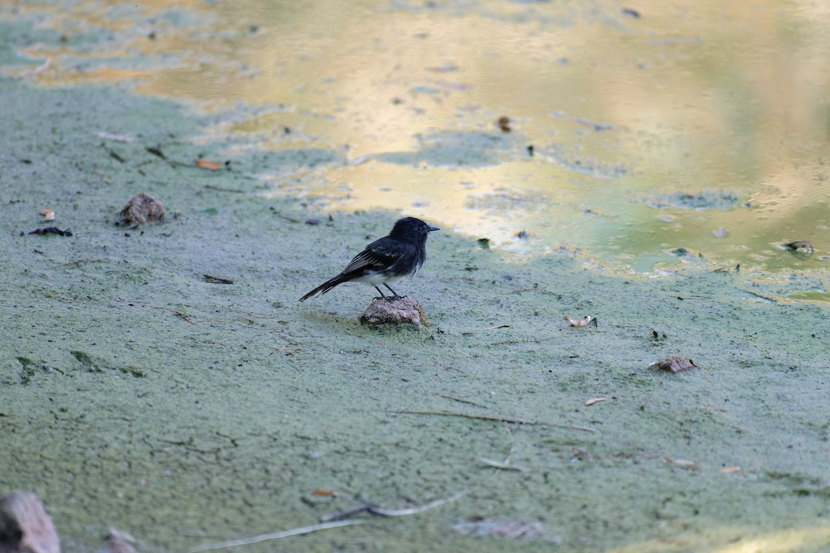 Black Phoebe - ML645692821