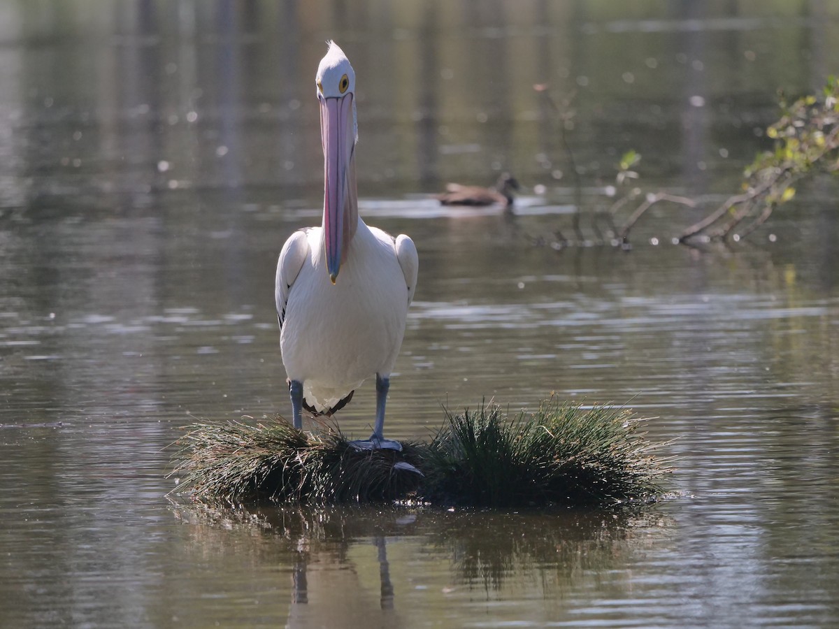Australian Pelican - ML645692824
