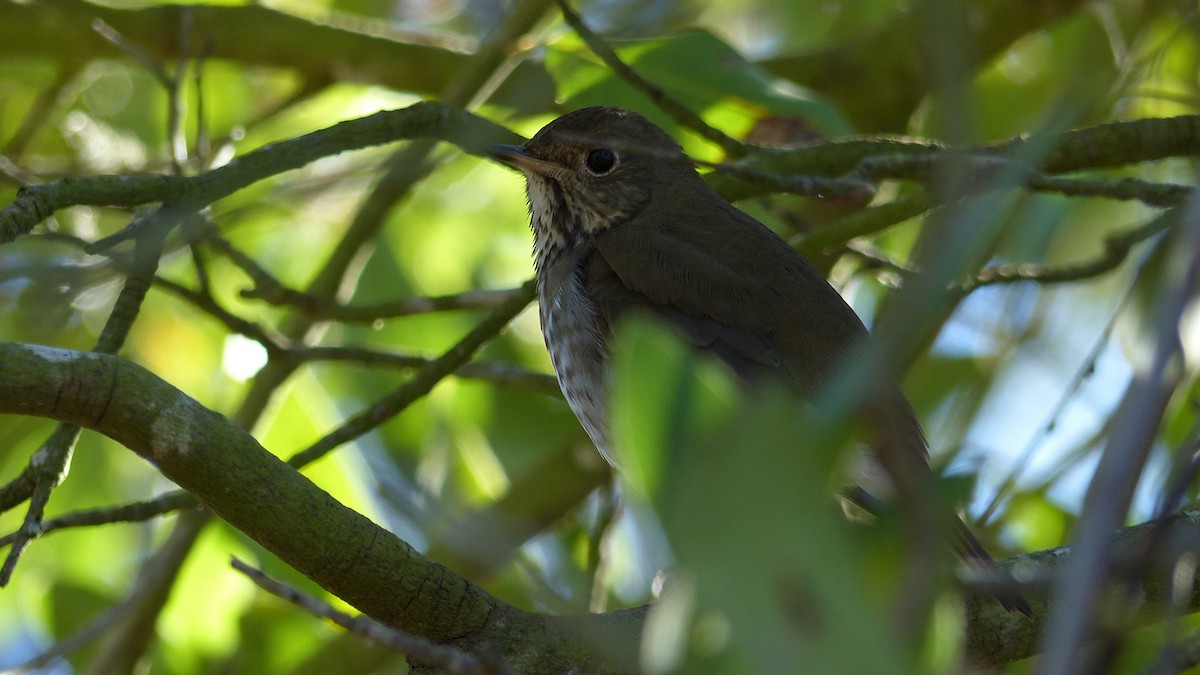 Grive solitaire - ML645692825