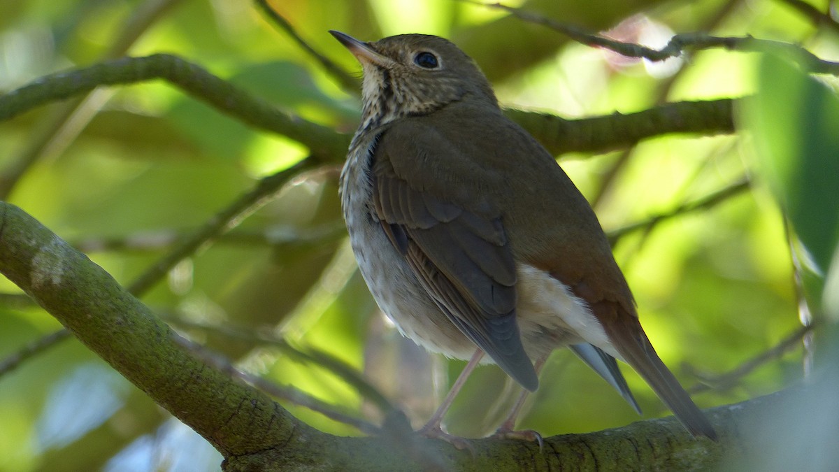 Grive solitaire - ML645692826