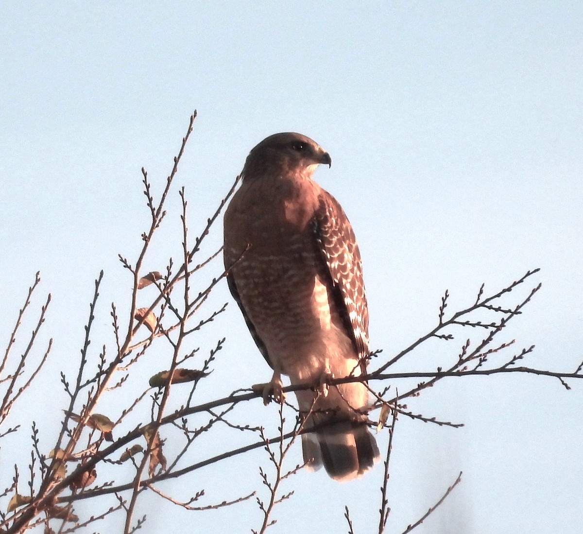 Red-shouldered Hawk - ML645692829