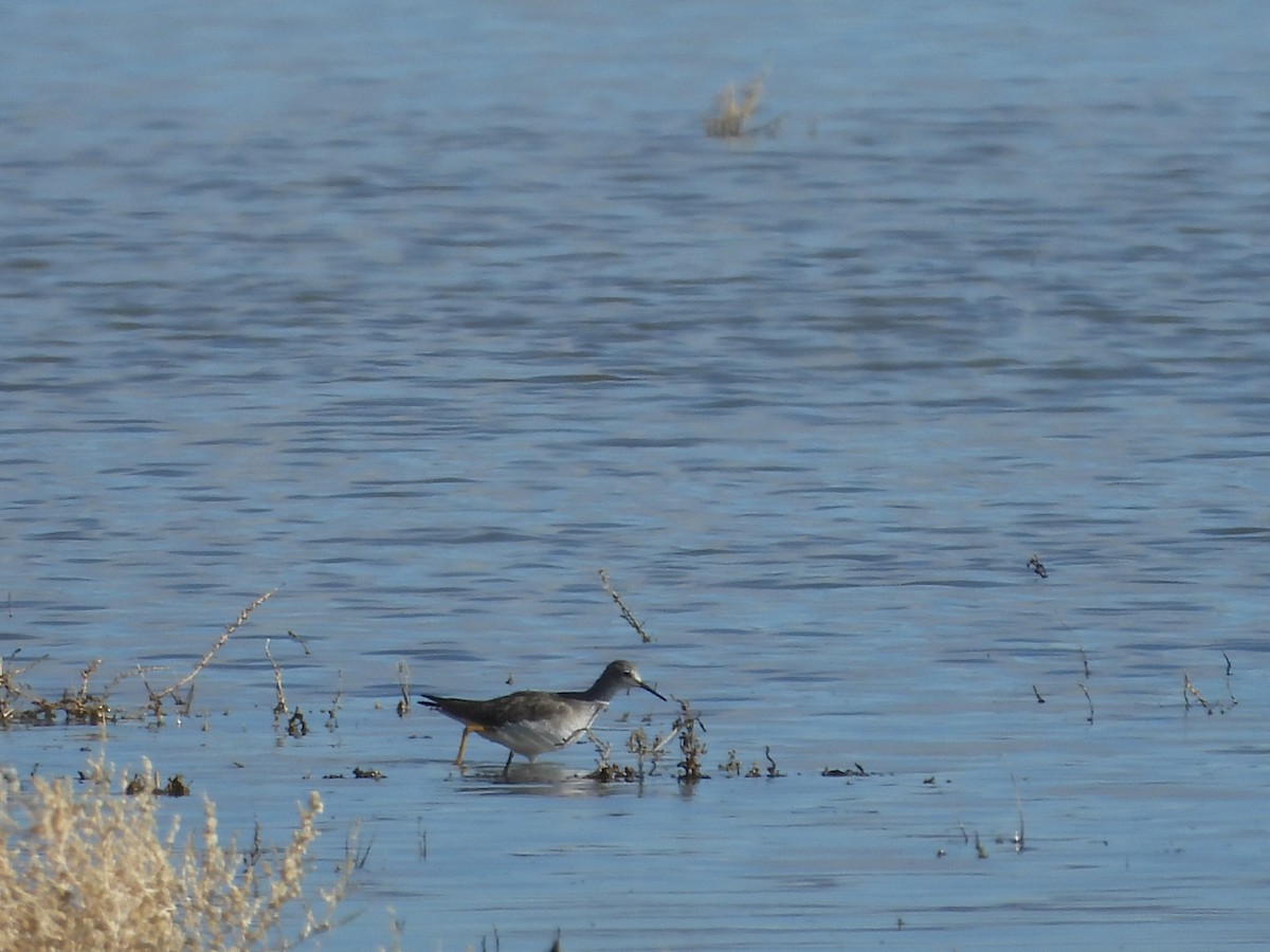 Lesser Yellowlegs - ML645692830
