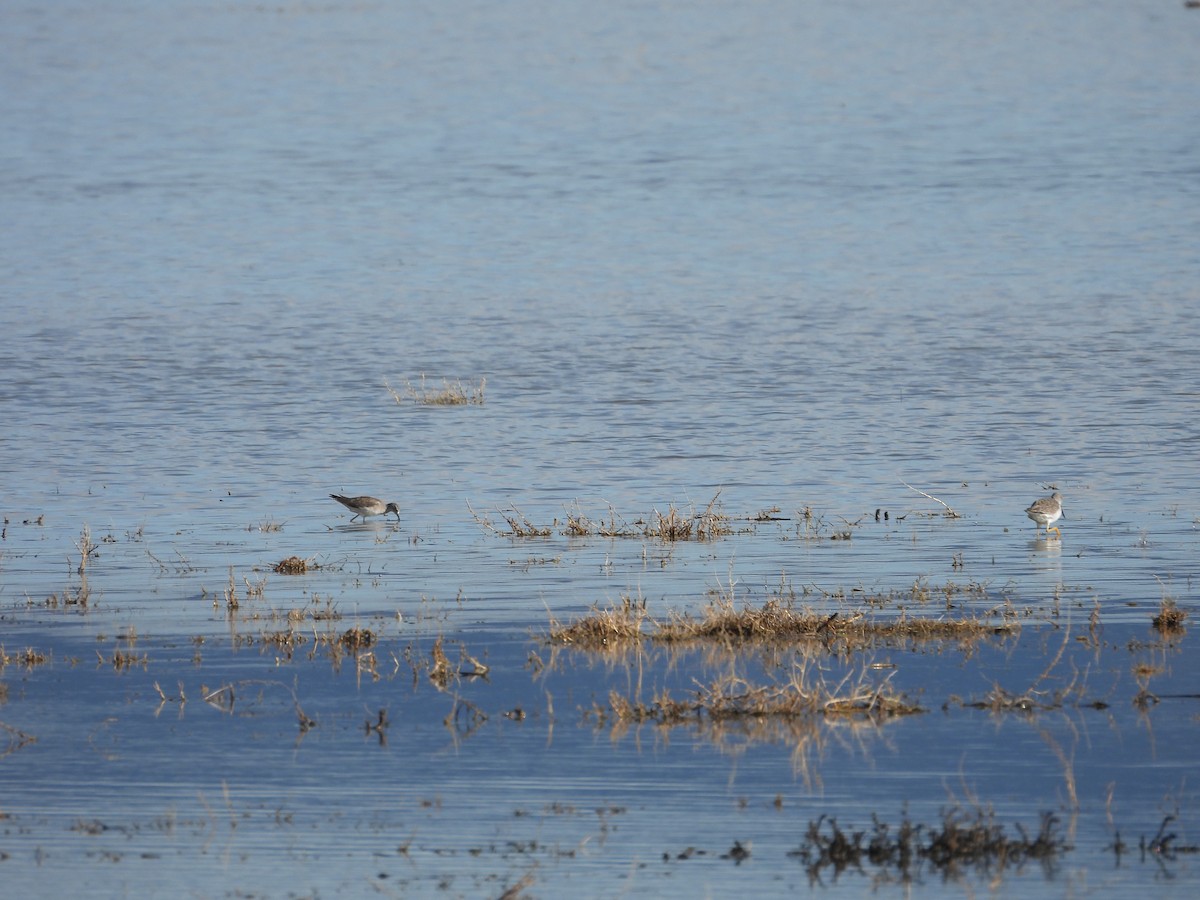 Lesser Yellowlegs - ML645692833