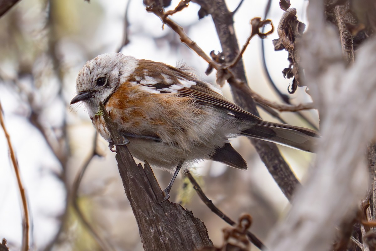 ハワイヒタキ（bryani） - ML645692836