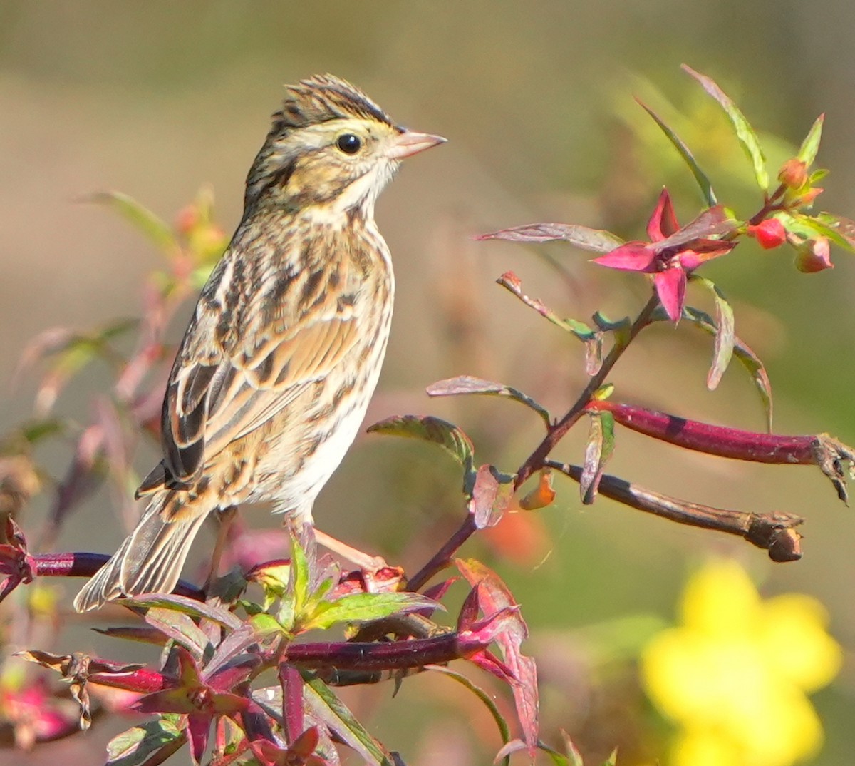 Savannah Sparrow - ML645692863