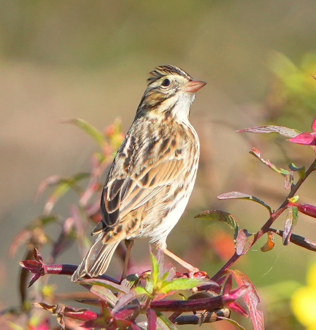 Savannah Sparrow - ML645692866