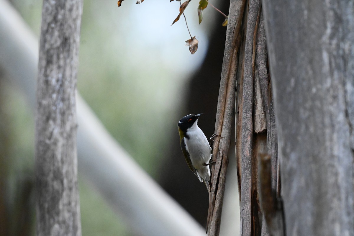 White-naped Honeyeater - ML645692880