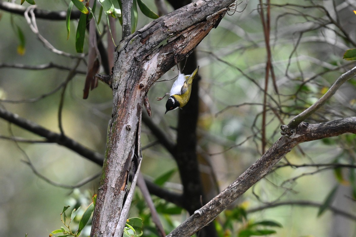 White-naped Honeyeater - ML645692881