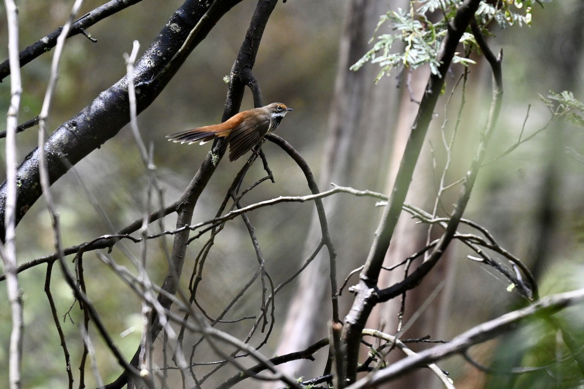 Australian Rufous Fantail - ML645692887