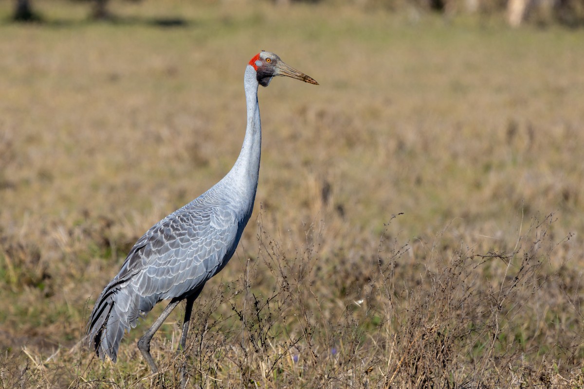 Brolga - ML645692890