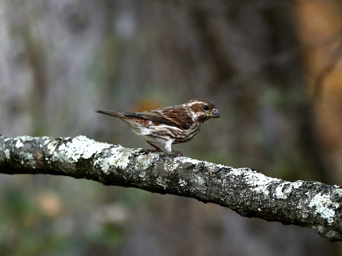 Purple Finch - ML645692892