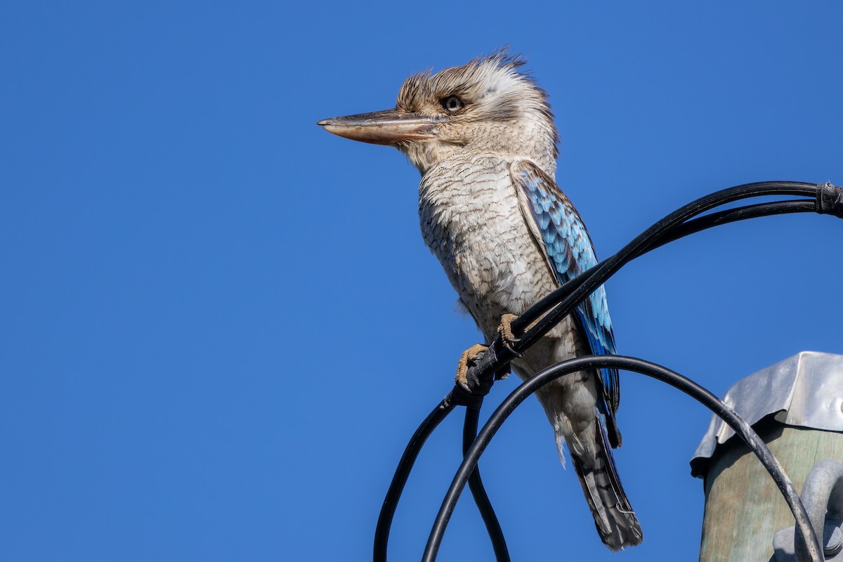 Cucaburra Aliazul - ML645692894