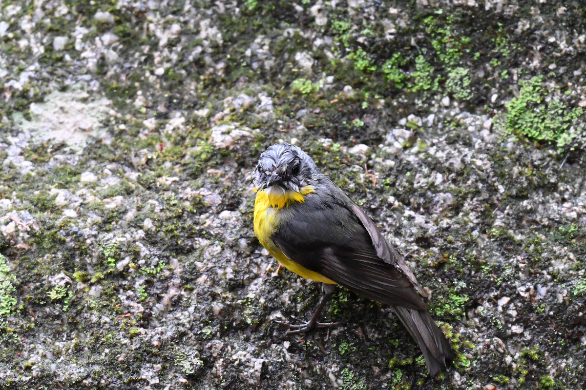 lejsčík žlutý - ML645692896