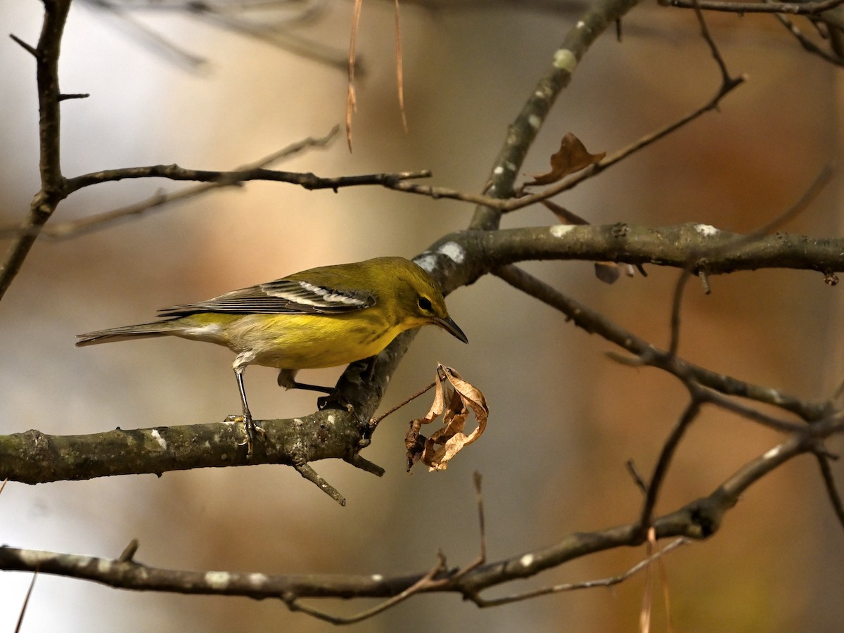 Pine Warbler - ML645692897