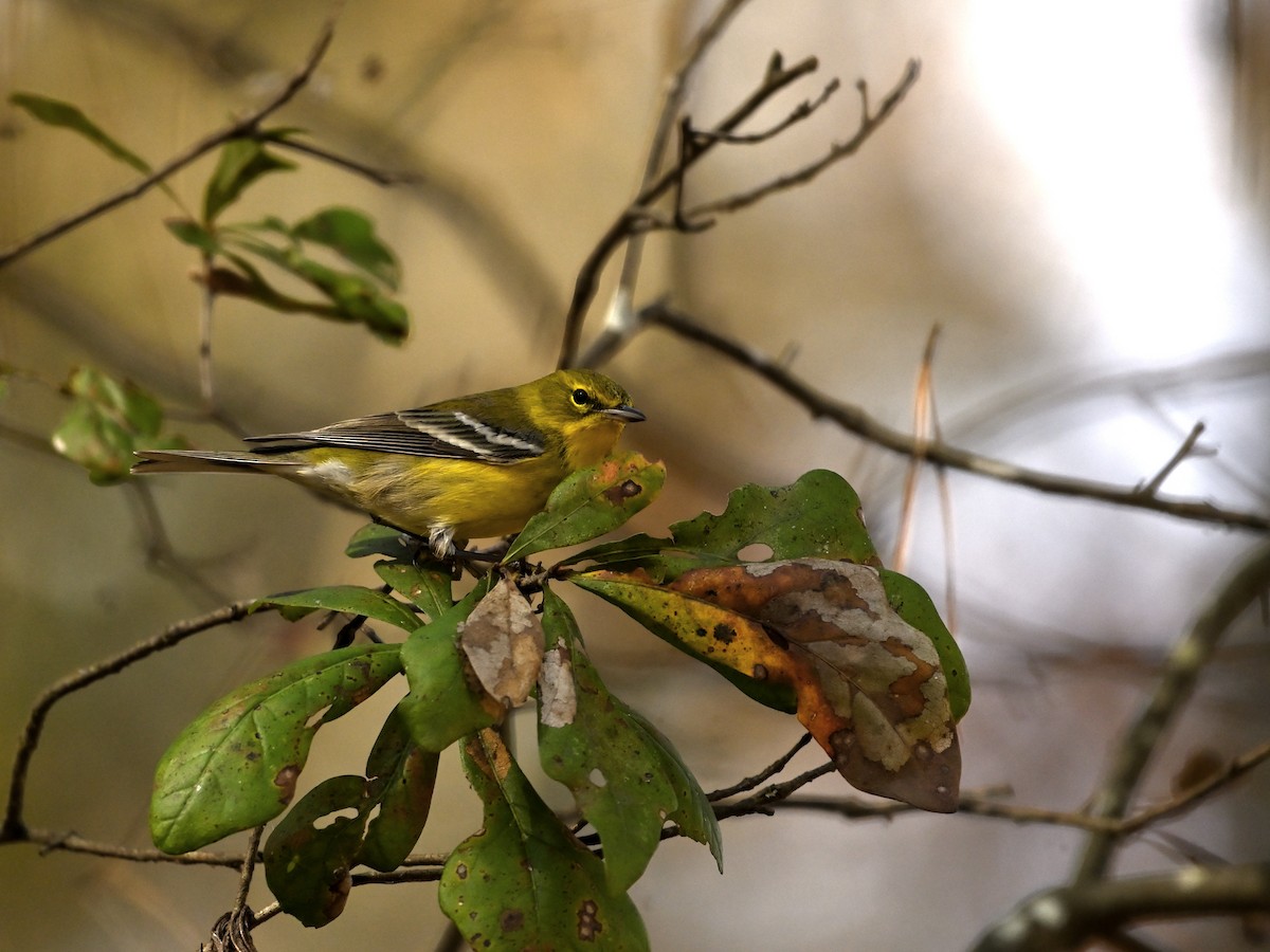 Pine Warbler - ML645692898