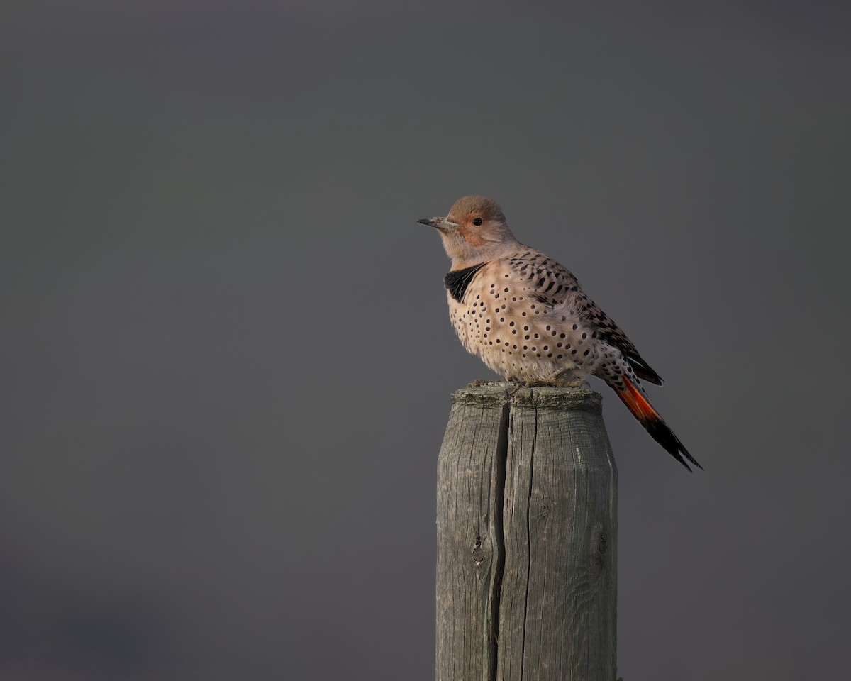 Northern Flicker - ML645692903