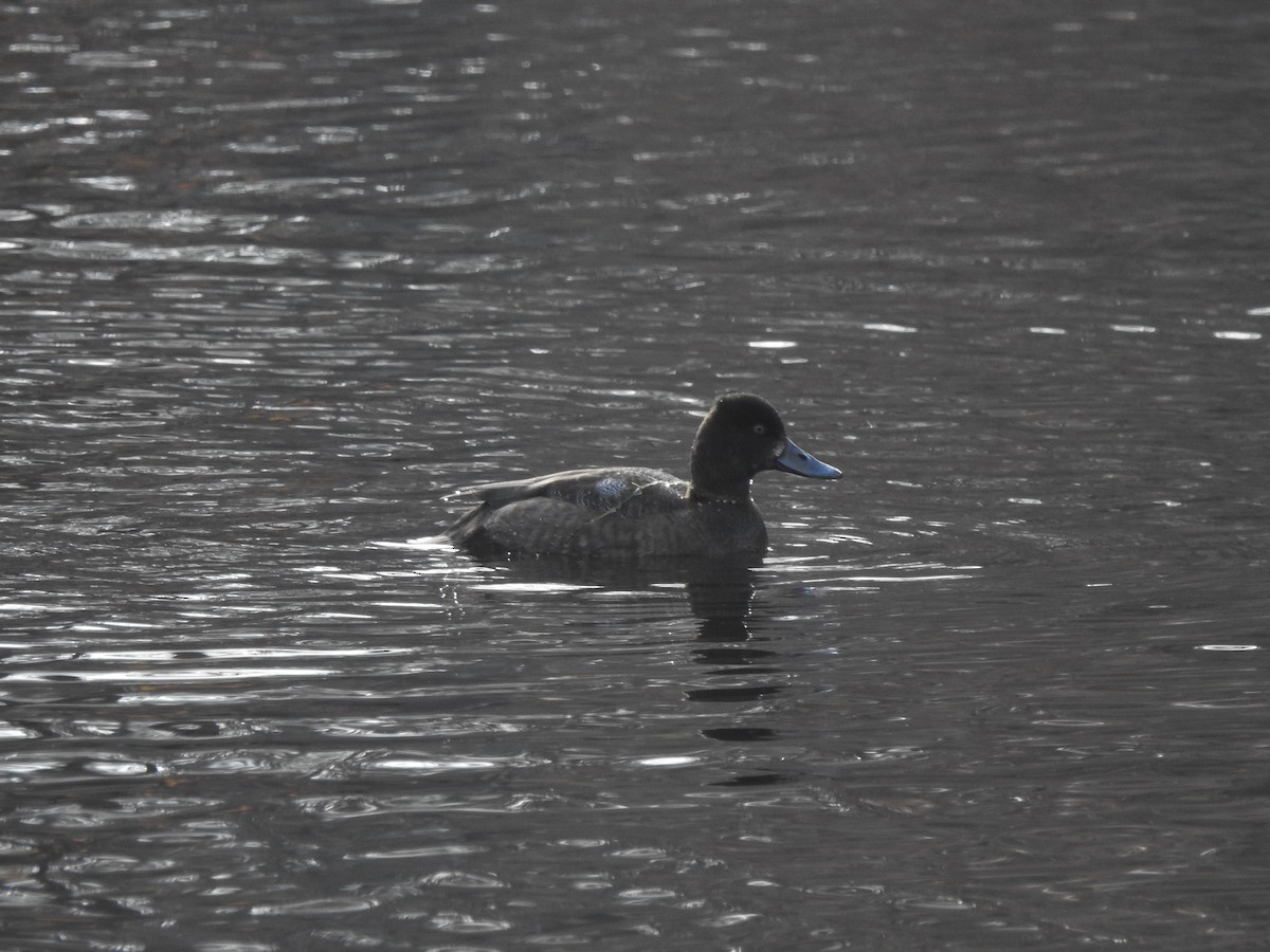 Greater Scaup - ML645692907