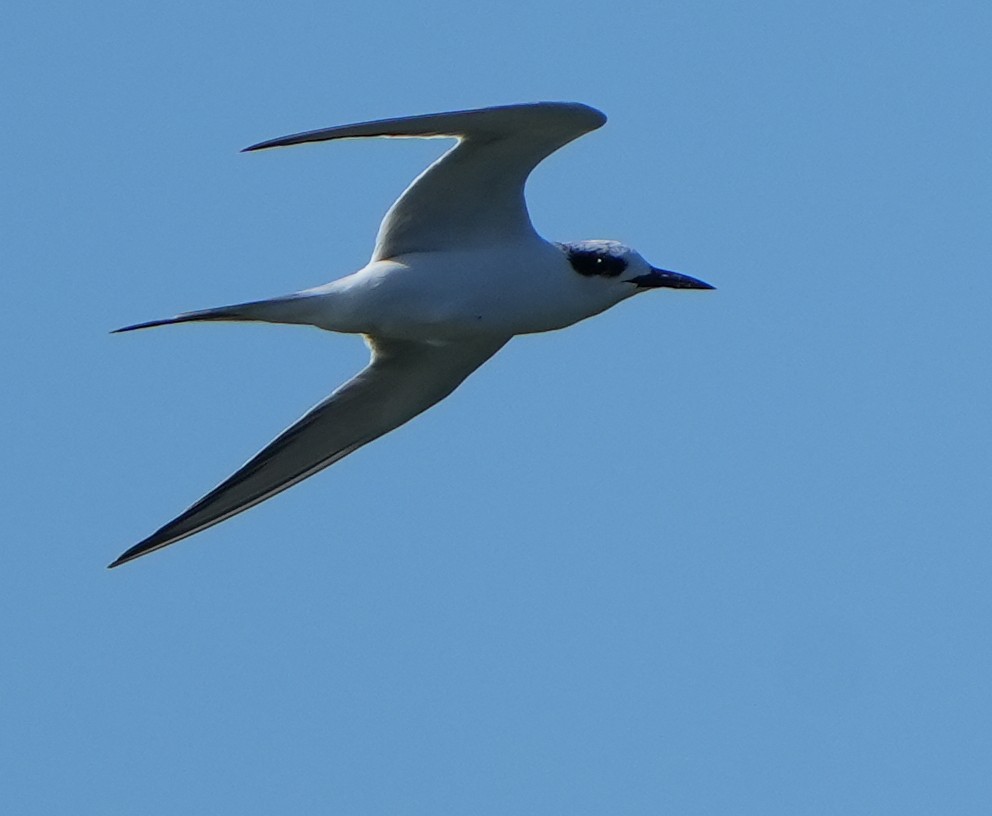 Forster's Tern - ML645692908